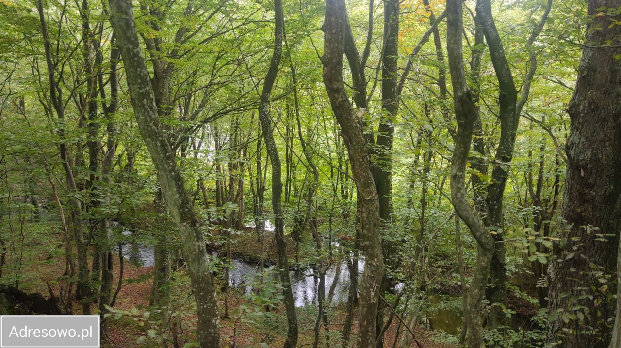 dom wolnostojący, 6 pokoi Bychowo. Zdjęcie 8