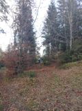 Działka leśna Pieniążkowice. Zdjęcie 3