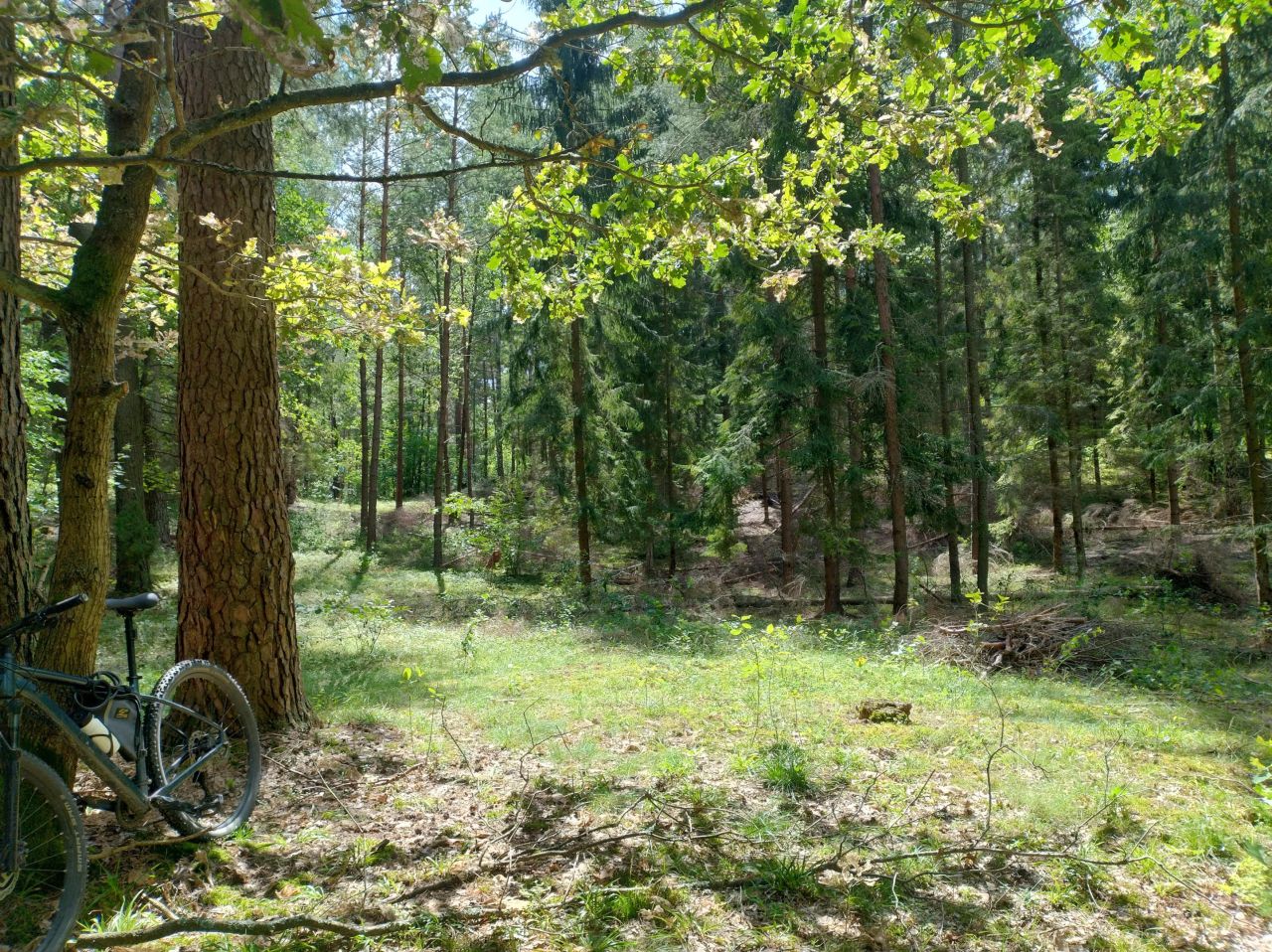 Działka leśna Brajniki. Zdjęcie 2