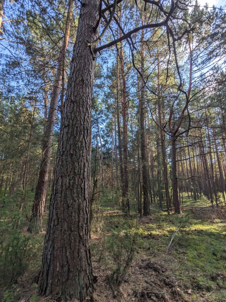 Działka leśna Januszewice. Zdjęcie 12