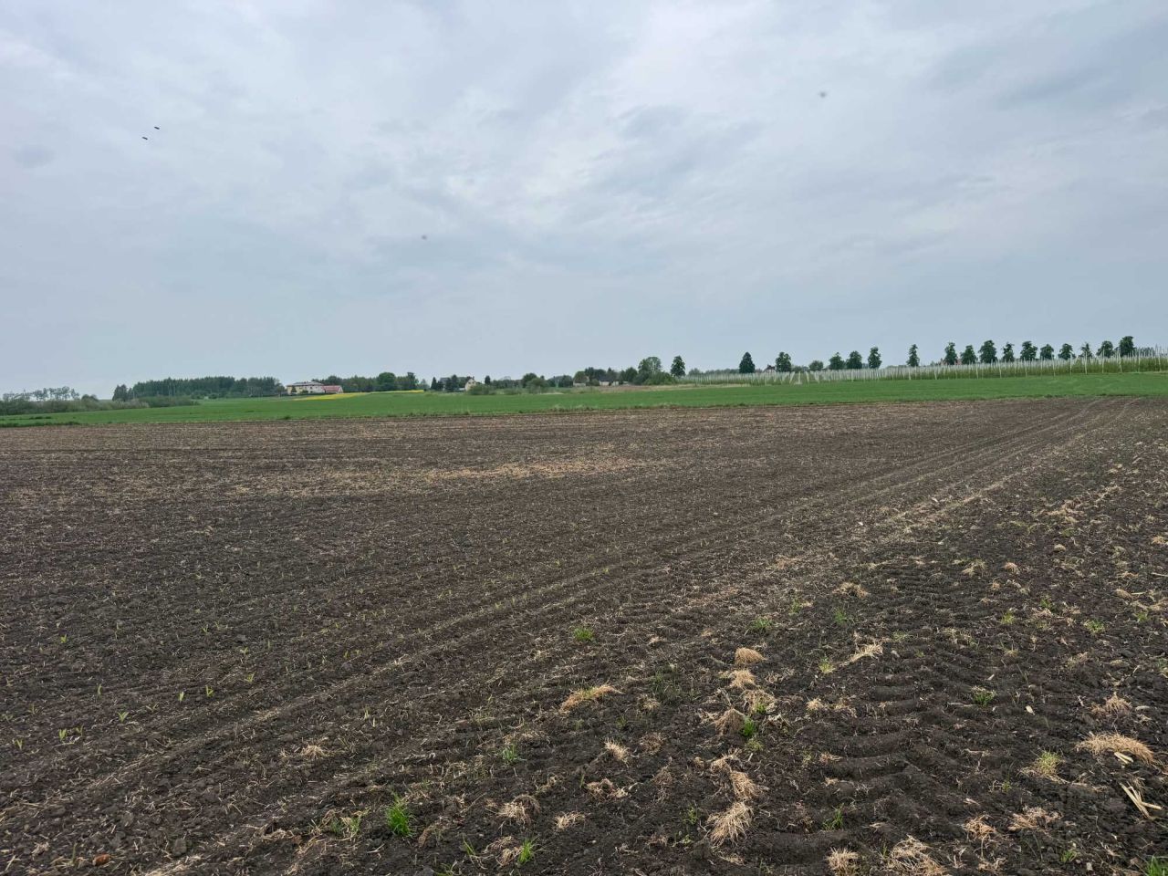Działka rolna Łysołaje-Kolonia. Zdjęcie 6