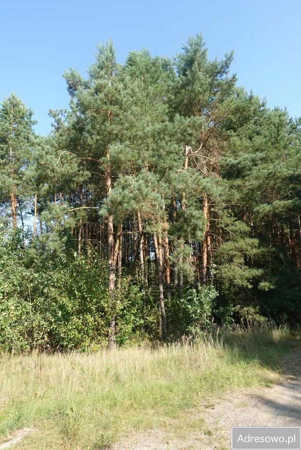 Działka budowlana Zajączków. Zdjęcie 5