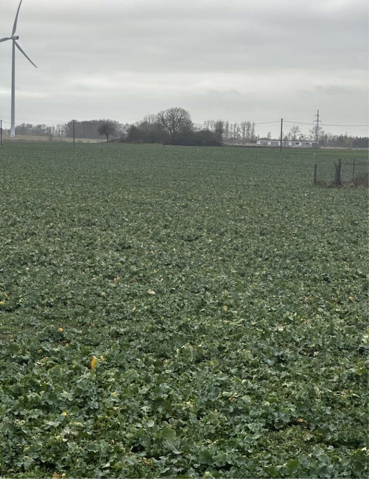 Działka siedliskowa Nowogardek. Zdjęcie 2