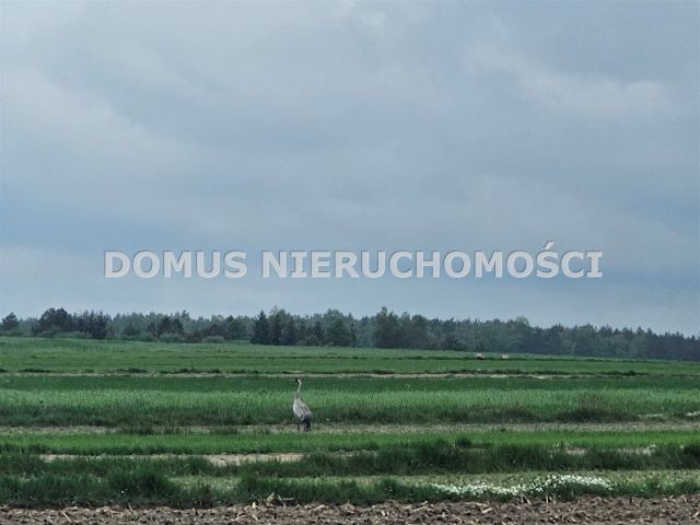 Działka siedliskowa Chociszew. Zdjęcie 7