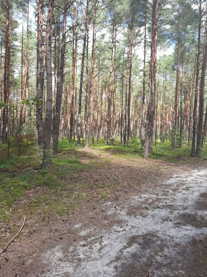 Działka leśna Żarki-Letnisko, ul. Jasna. Zdjęcie 5