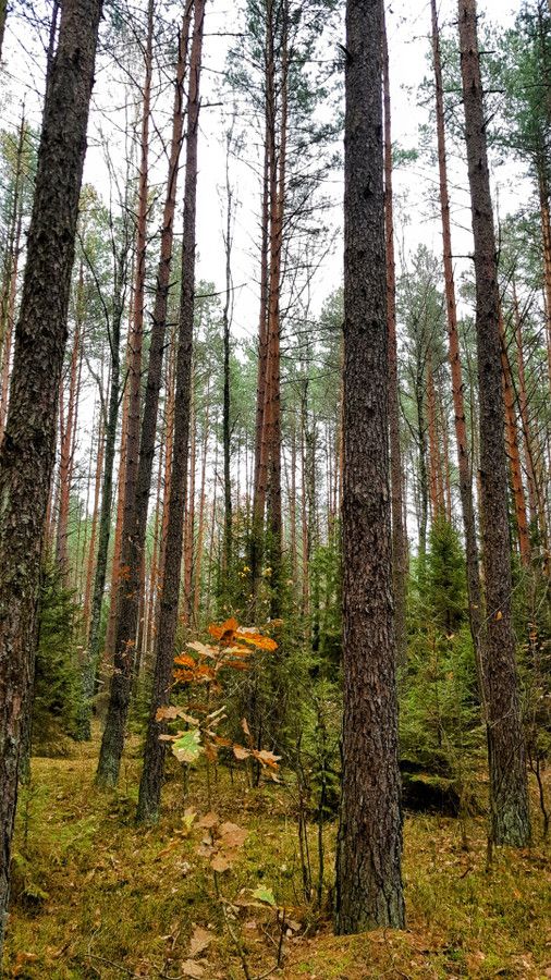 Działka leśna Dobrowoda. Zdjęcie 2