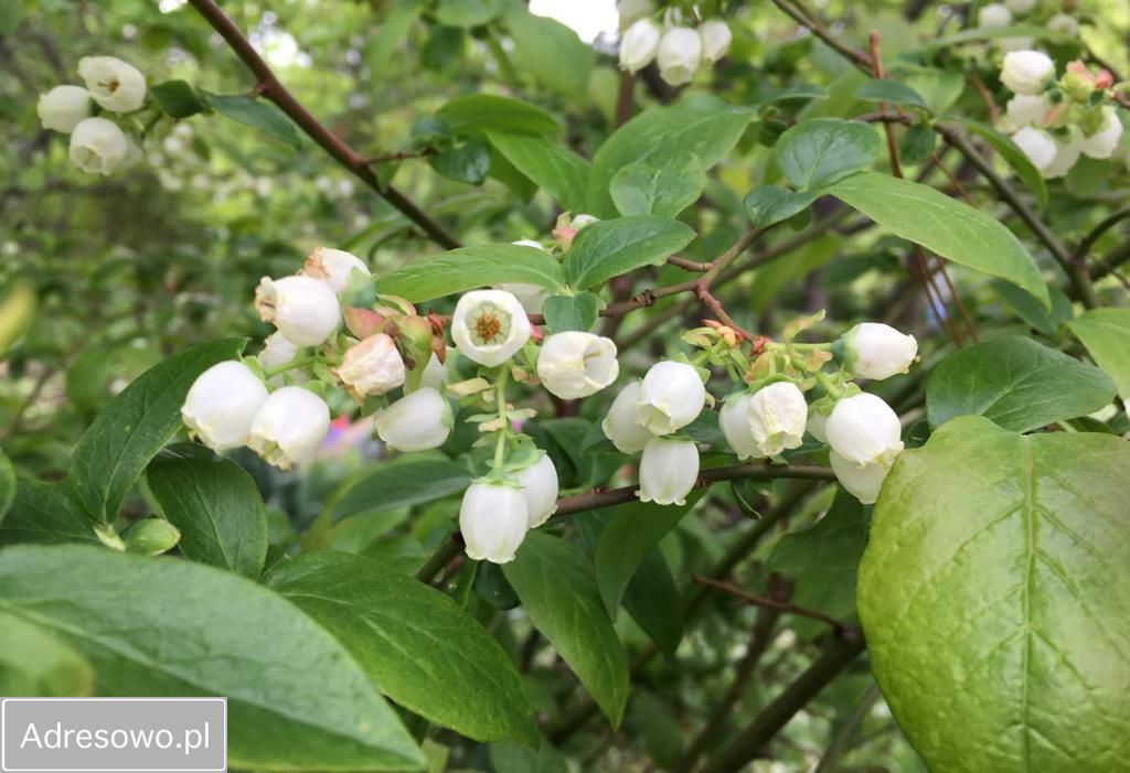 Działka rod Bielsko-Biała Kamienica. Zdjęcie 15