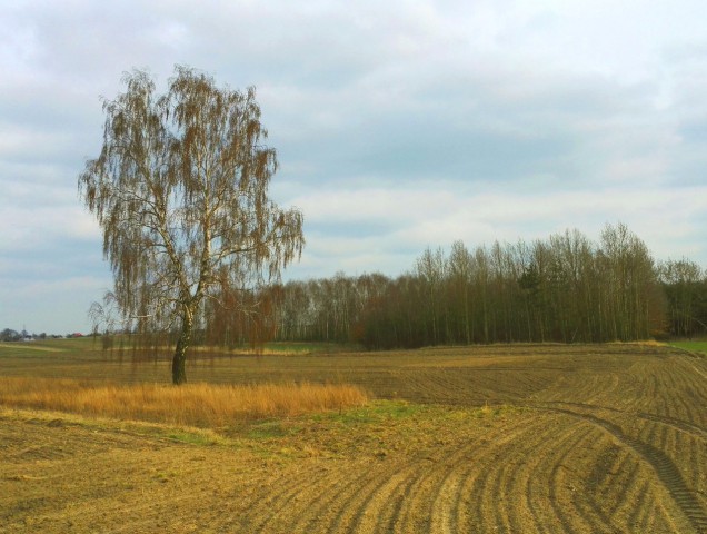 Działka rolna Latosówka, ul. Słoneczna. Zdjęcie 1