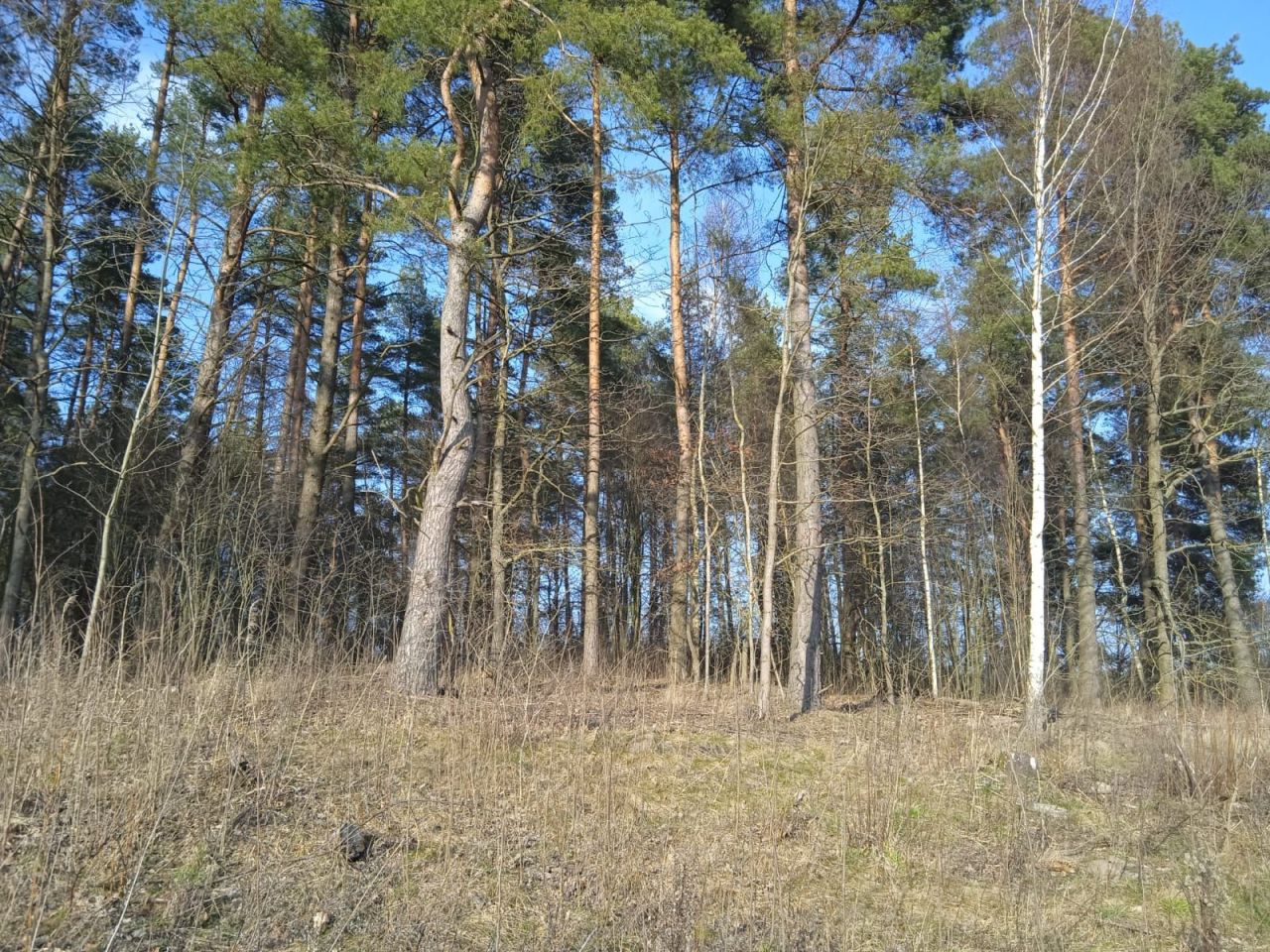 Działka rolna Bobrownik. Zdjęcie 3