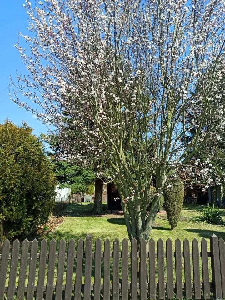 Działka rod Oborniki. Zdjęcie 5