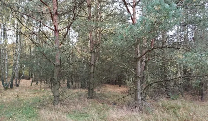 Działka rolna Obryte