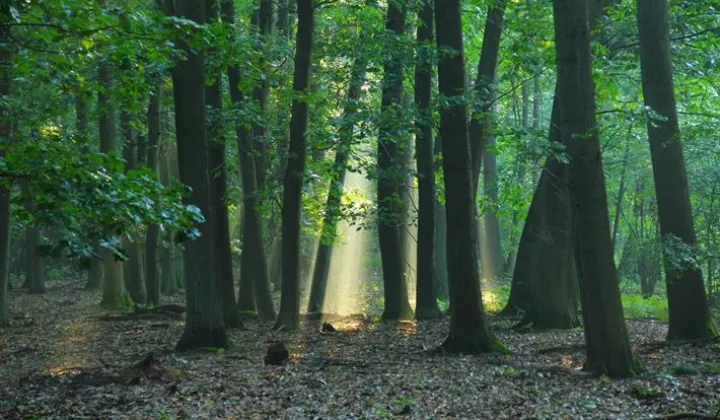 Działka leśna Ochodze, Ochodzka