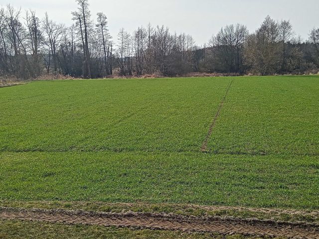 Działka rolna Ostrowsko. Zdjęcie 1