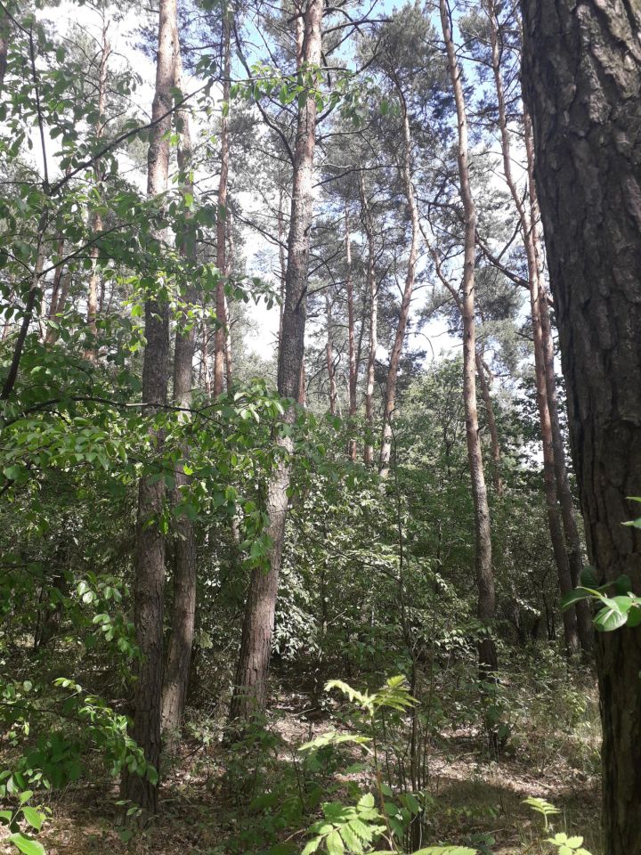 Działka budowlana Mniszew. Zdjęcie 4