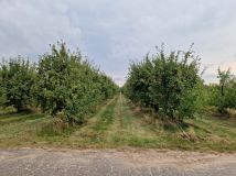 Działka rolna Pęcław. Zdjęcie 2