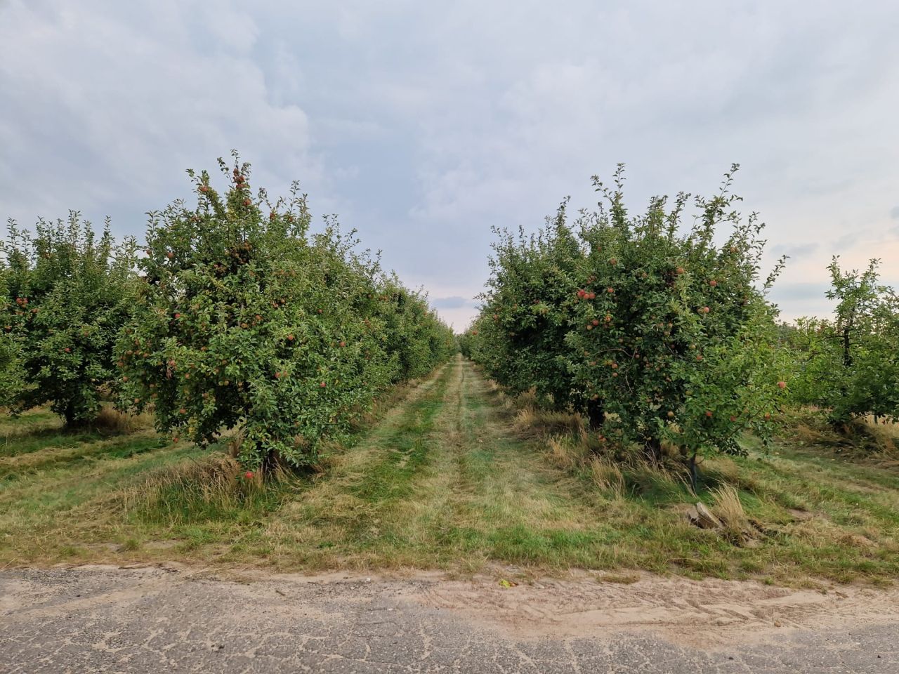 Działka rolna Pęcław. Zdjęcie 3