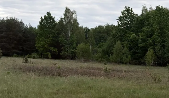 Działka leśna Nowe Wągrodno