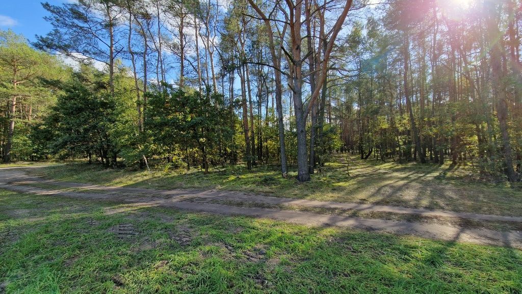 Działka leśna Myszakówek. Zdjęcie 3