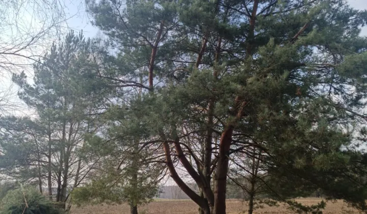 Działka budowlana Łuszczów Pierwszy