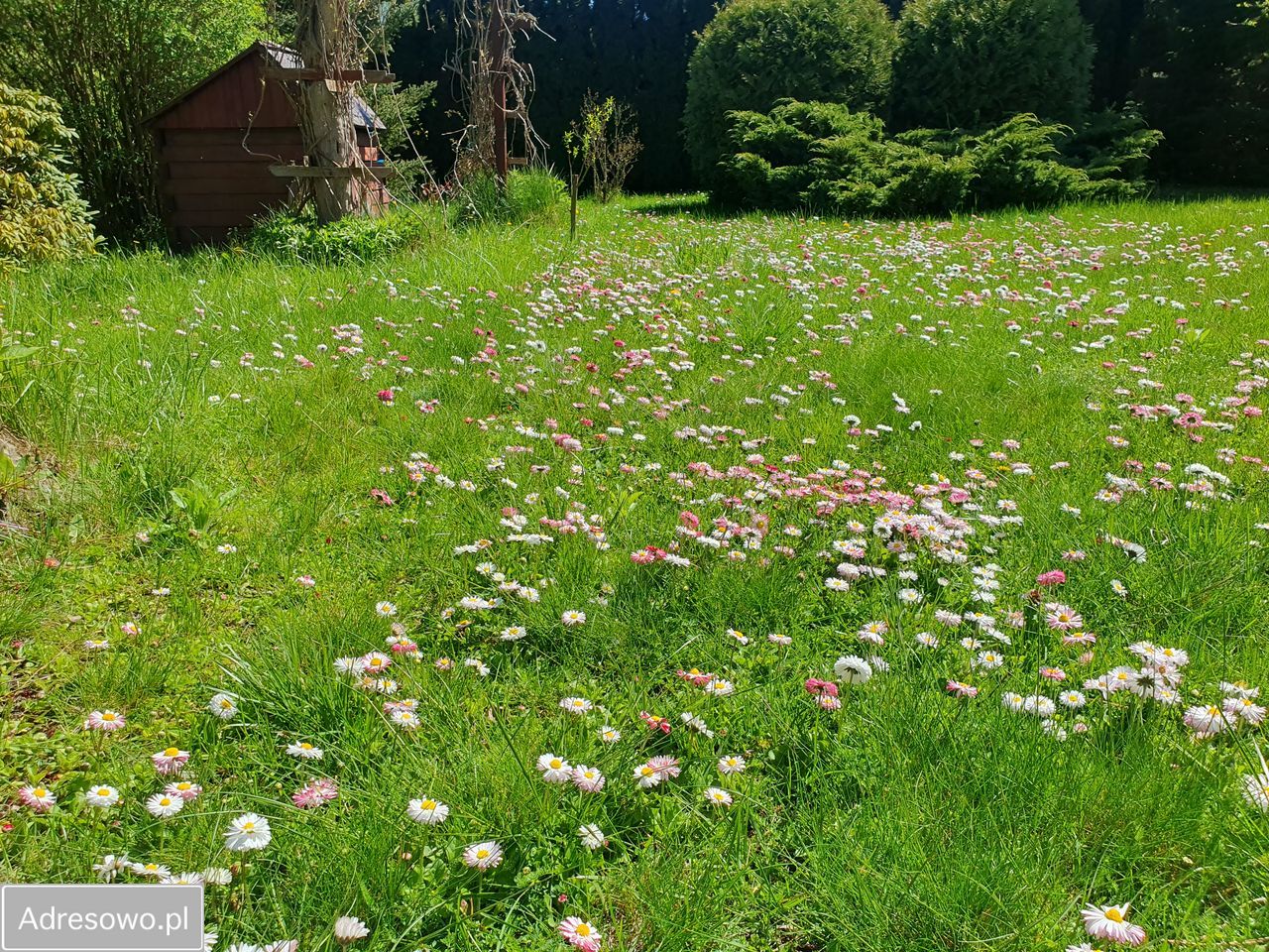 Działka rod Okołowice. Zdjęcie 17