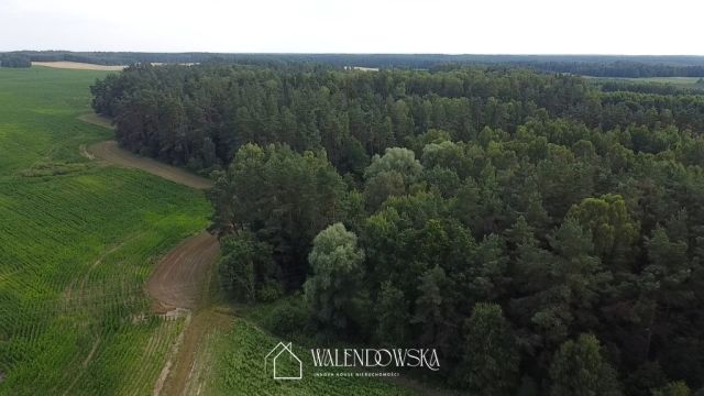 Działka leśna Pasieka. Zdjęcie 9