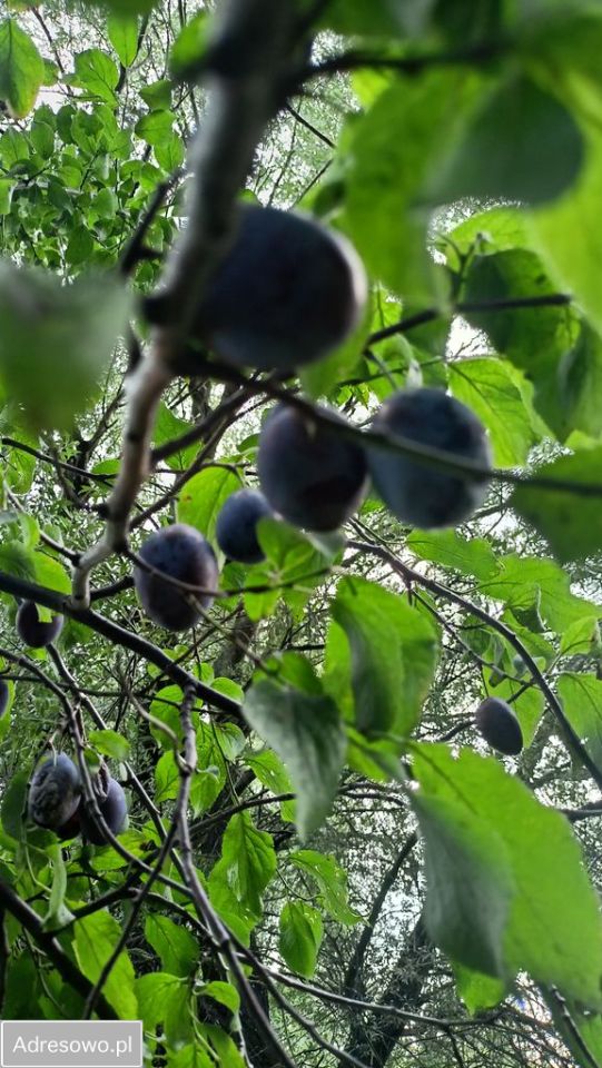 dom wolnostojący, 7 pokoi Starkowo. Zdjęcie 3