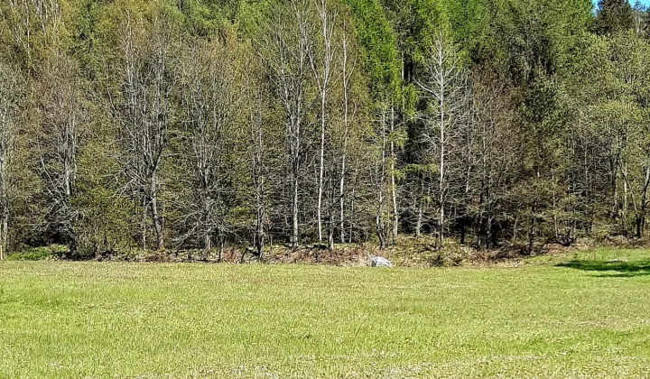 Działka budowlana Częstkowo Lipka, ul. Lipkowa