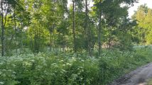 Działka siedliskowa Kierwiny. Zdjęcie 3