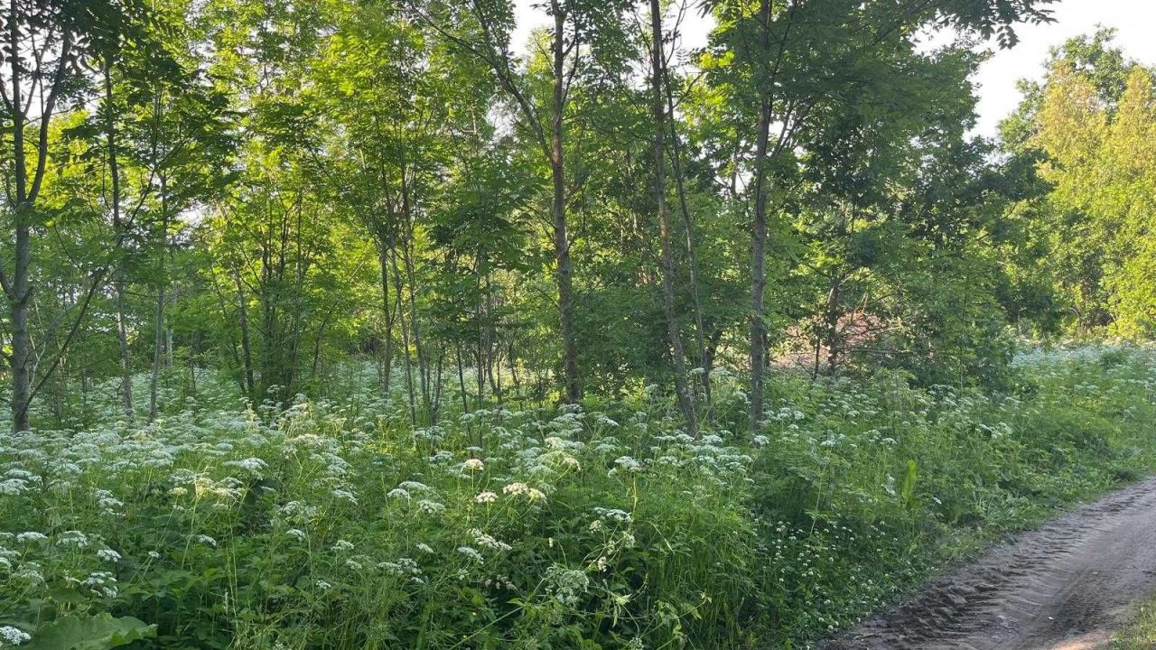 Działka siedliskowa Kierwiny. Zdjęcie 4