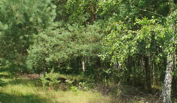 Działka rolna Życiny