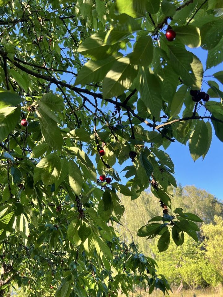 Działka rod Wilkanowo, ul. Szkolna. Zdjęcie 8