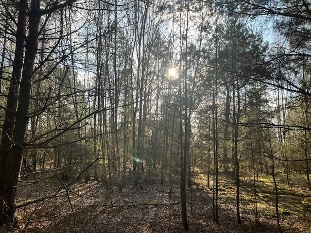 Działka leśna Stara Huta. Zdjęcie 15