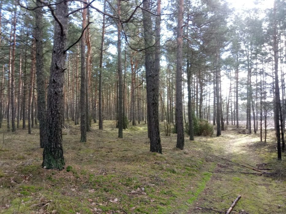 Działka leśna Lińsk