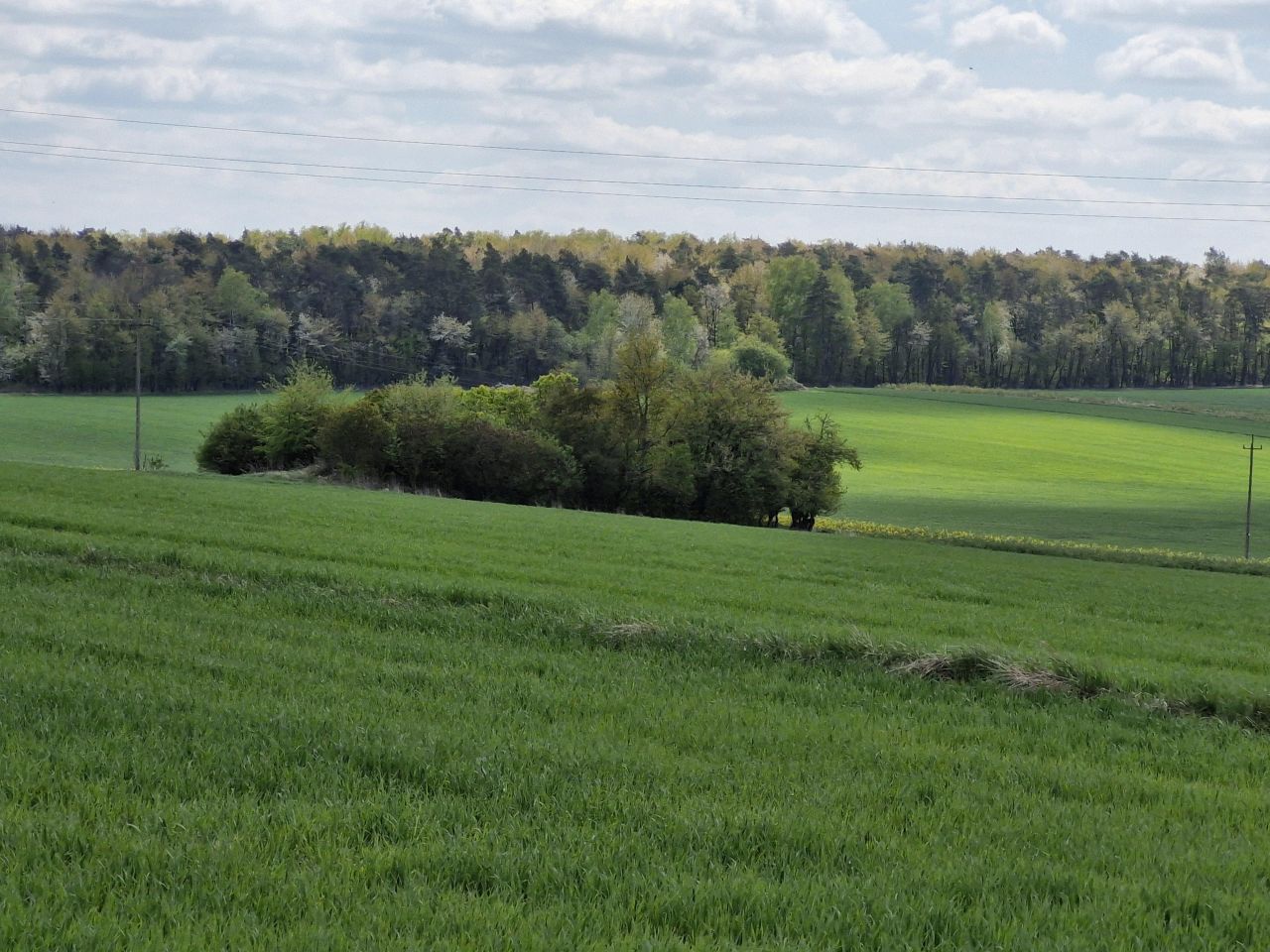 Działka siedliskowa Ignasin. Zdjęcie 8