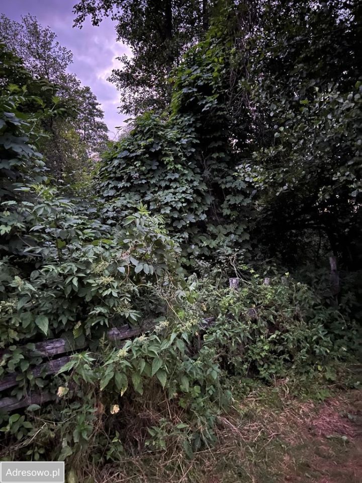 Działka rekreacyjna Morzyczyn-Włóki. Zdjęcie 2