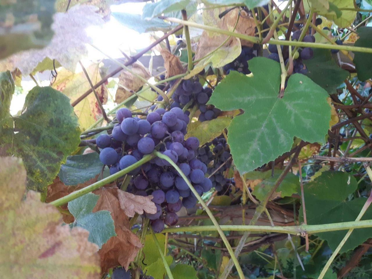 Działka budowlana Świerzów. Zdjęcie 6