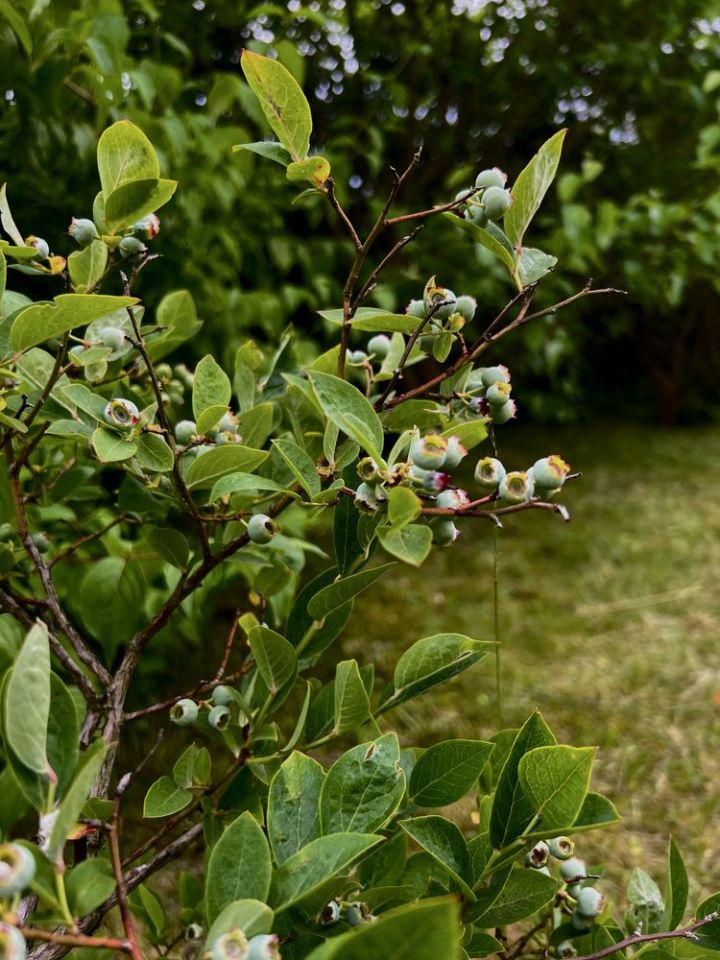 Działka rod Strzelce Krajeńskie. Zdjęcie 7