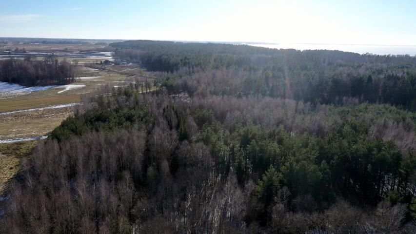 Działka leśna Grzegorze. Zdjęcie 7