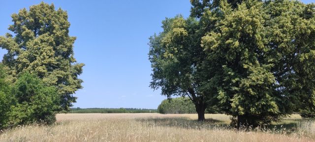 Działka rolno-budowlana Czernice. Zdjęcie 1