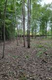 Działka budowlana Elbląg Dąbrowa, ul. Jarzębinowa. Zdjęcie 4