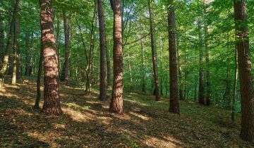 Działka leśna Humniska Jakla Duża