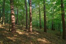 Działka leśna Humniska Jakla Duża. Zdjęcie 1