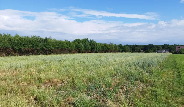 Działka budowlana Dąbrowa Tarnowska, ul. Żabieńska