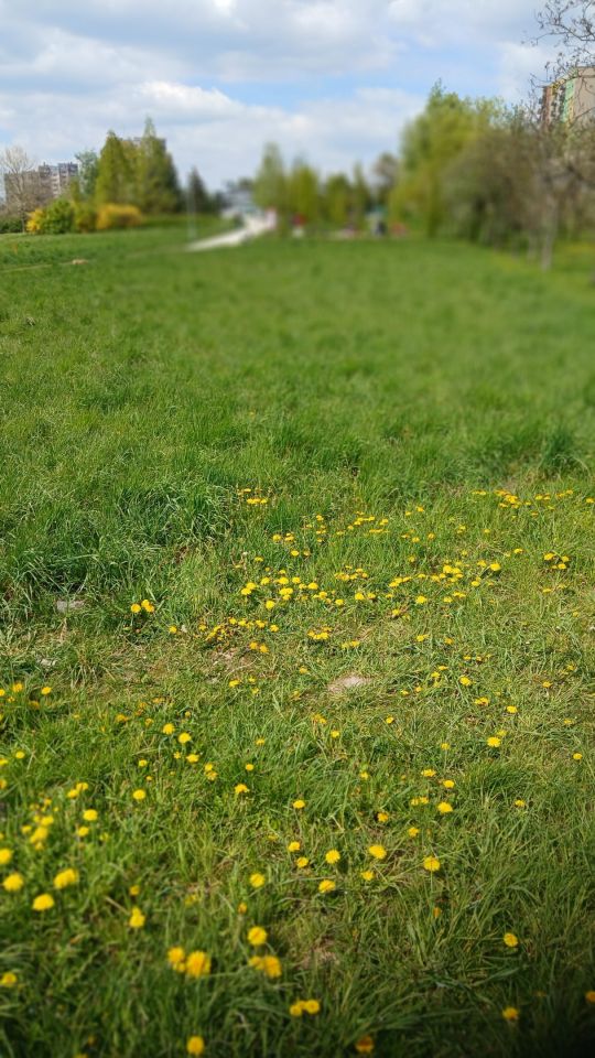 Działka rolna Tarnów Grabówka, Monte Cassino Tarnów Marynki Wojennej. Zdjęcie 6