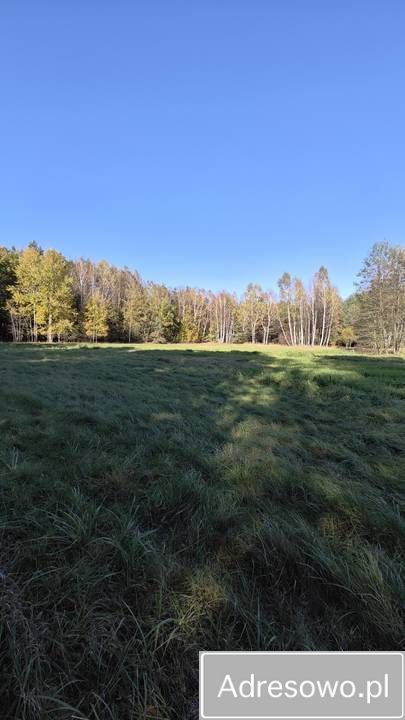 Działka leśna Myszków Nowa Wieś Żarecka, ul. Pawia. Zdjęcie 5