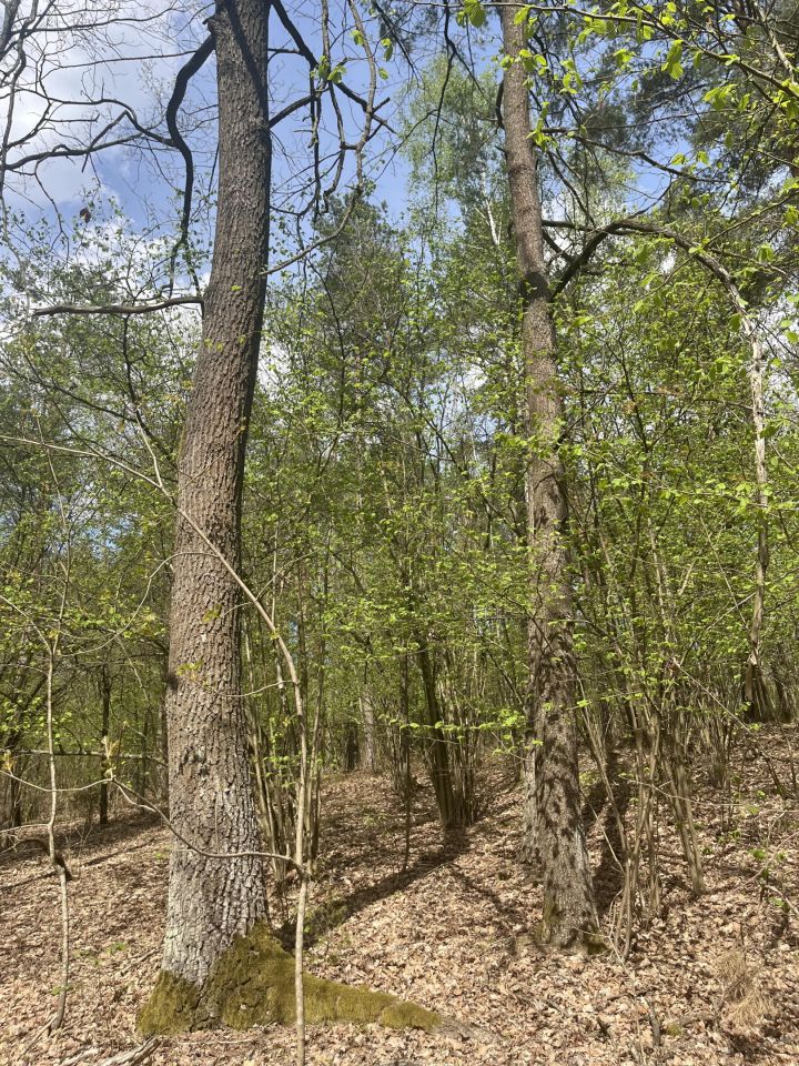 Działka leśna Stare Modzele. Zdjęcie 3