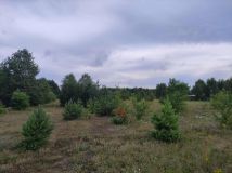 Działka rolno-budowlana Jacentów. Zdjęcie 2