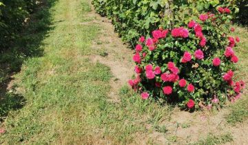 Działka rolna Bytnica