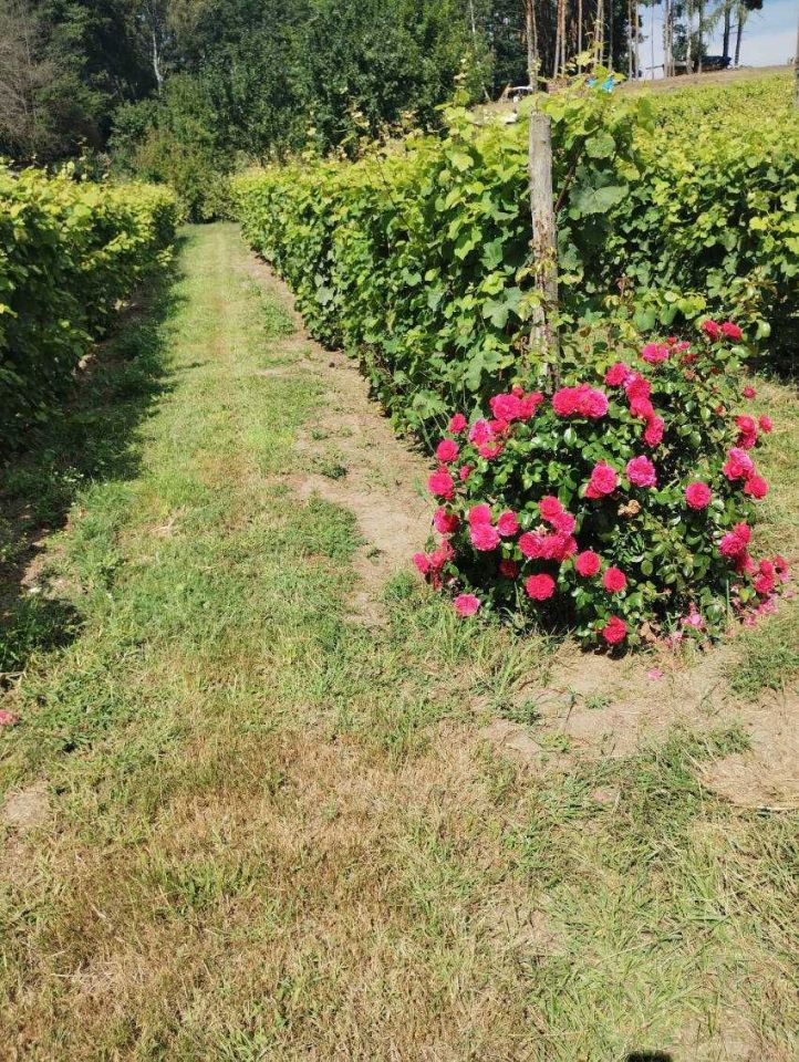 Działka rolna Bytnica. Zdjęcie 2