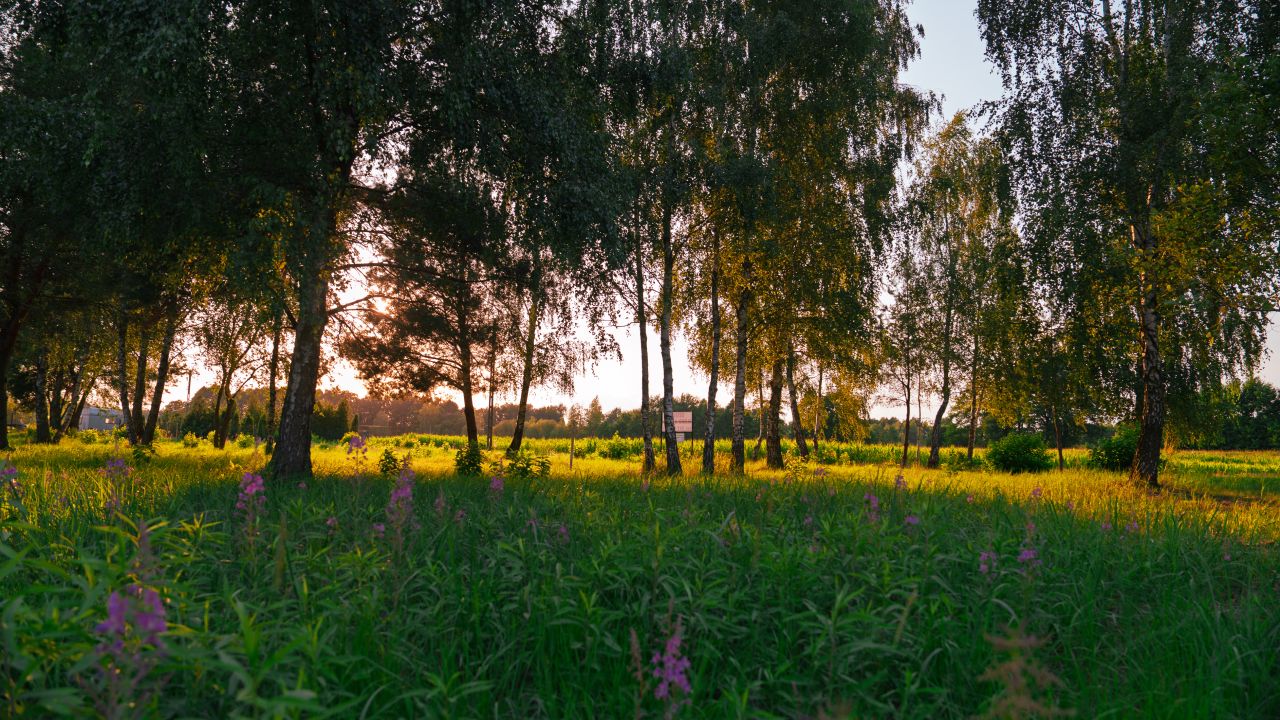 Działka rekreacyjna Orzechów-Kolonia. Zdjęcie 15